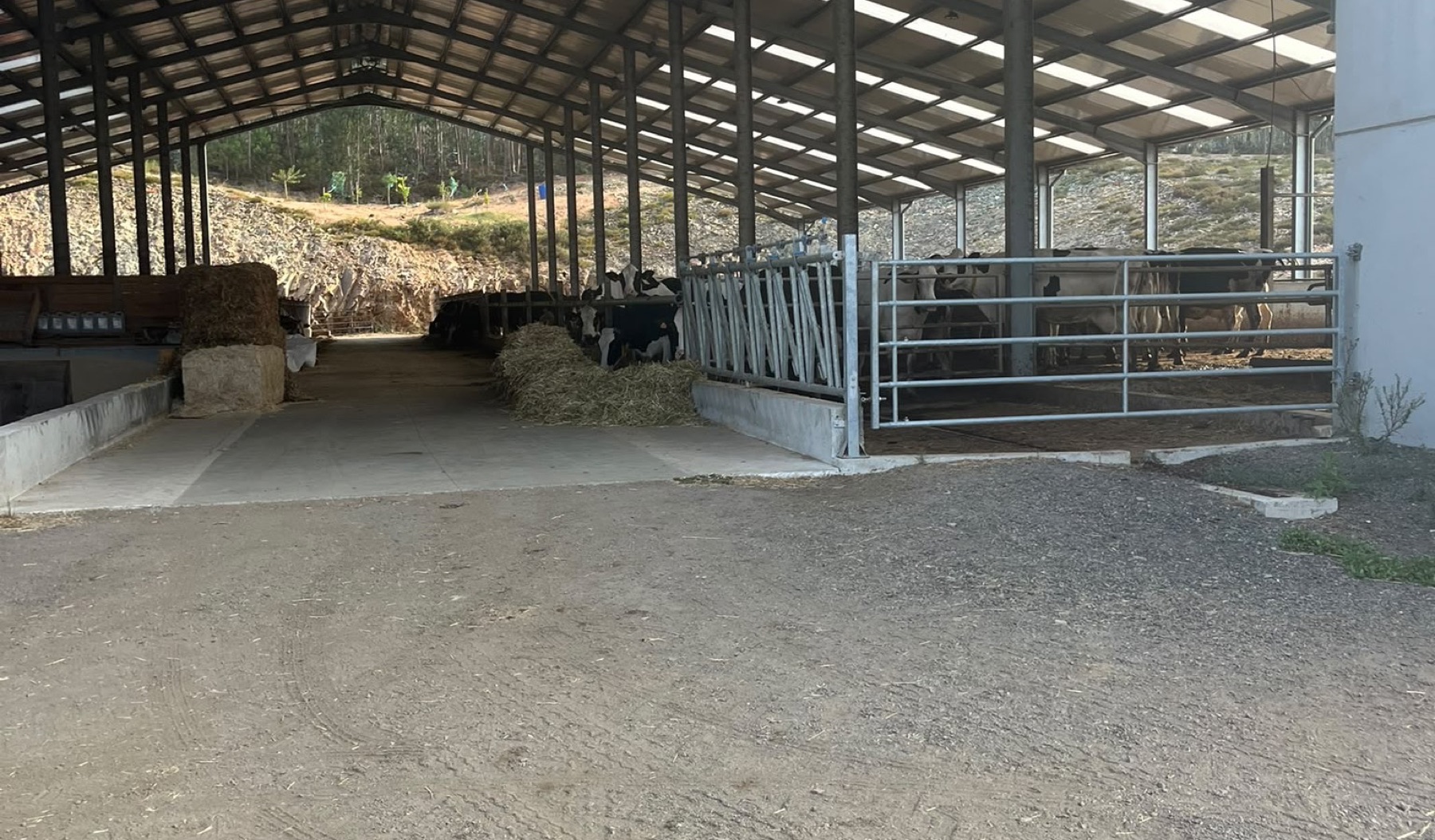 Estábulo amplo de estrutura metálica com cornadis e vacas leiteiras ao fundo.