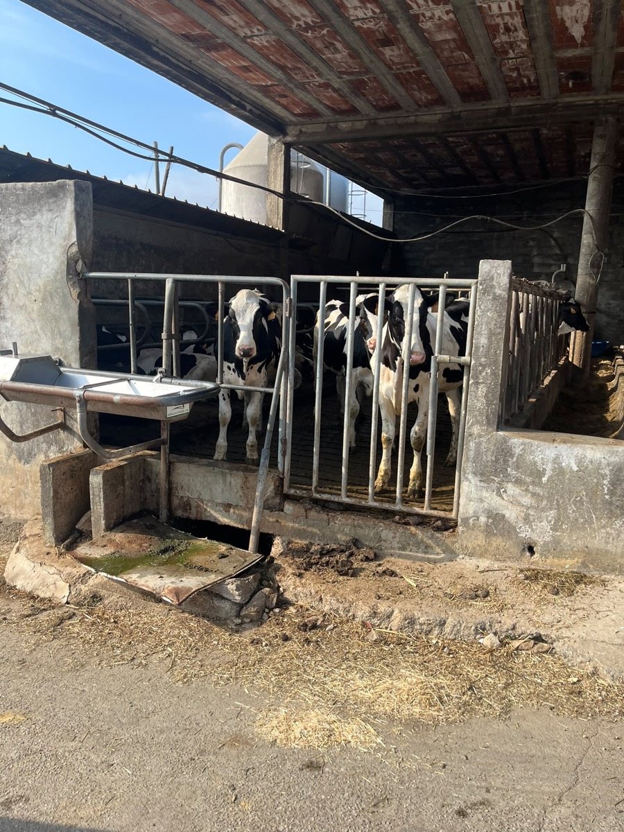 Vacas leiteiras atrás de um portão metálico junto à manga de ordenha, com os tanques de refrigeração ao fundo.
